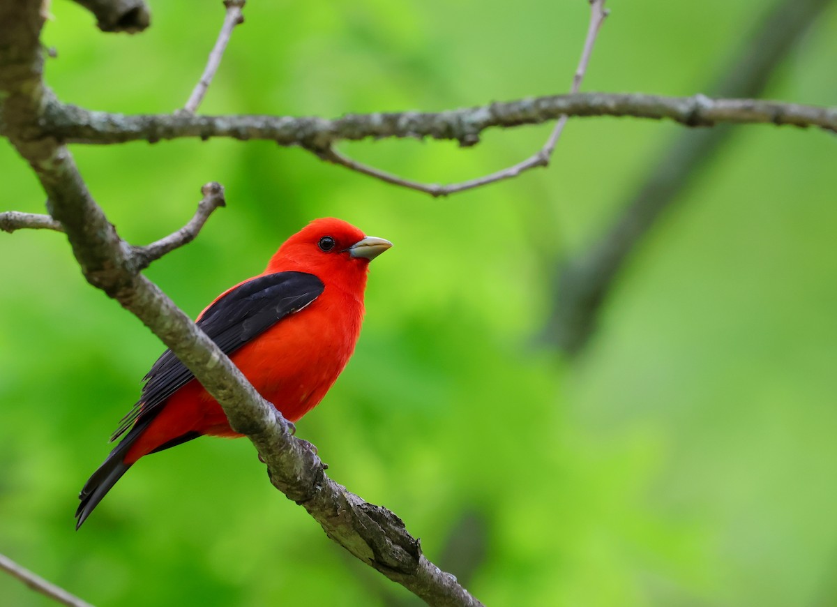 Scarlet Tanager - ML609822204