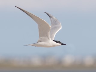  - Gull-billed Tern