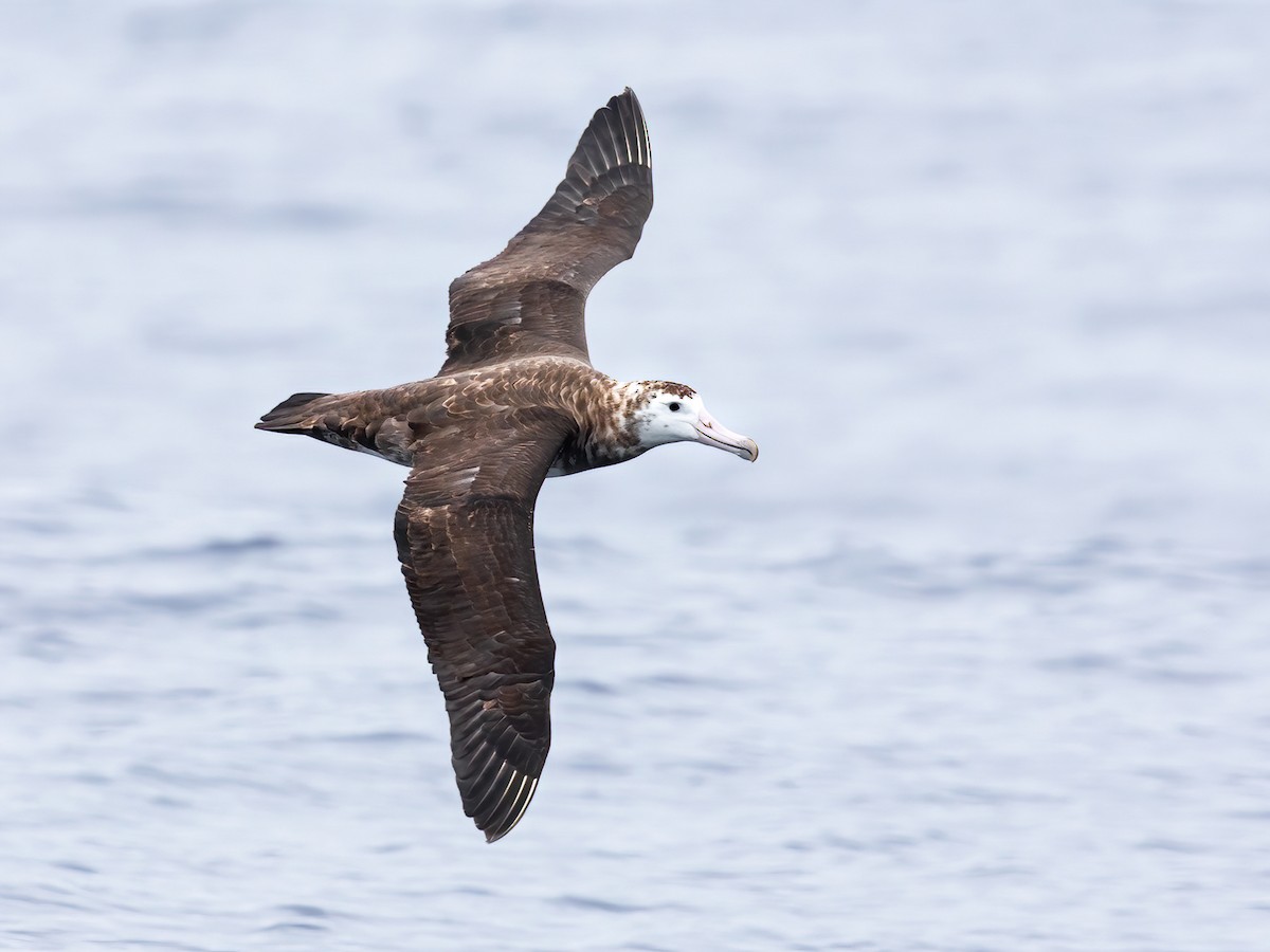 Amsterdam Albatross - Diomedea amsterdamensis - Birds of the World