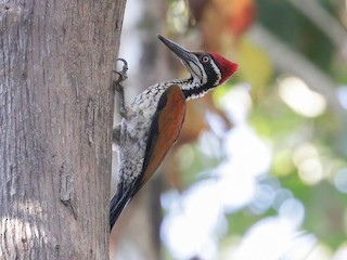  - Malabar Flameback