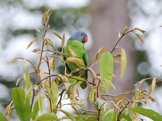  - Simeulue Parrot