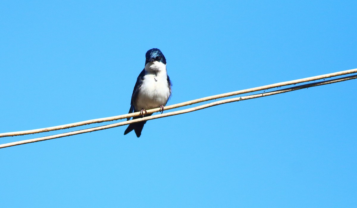 Blue-and-white Swallow - ML609822975