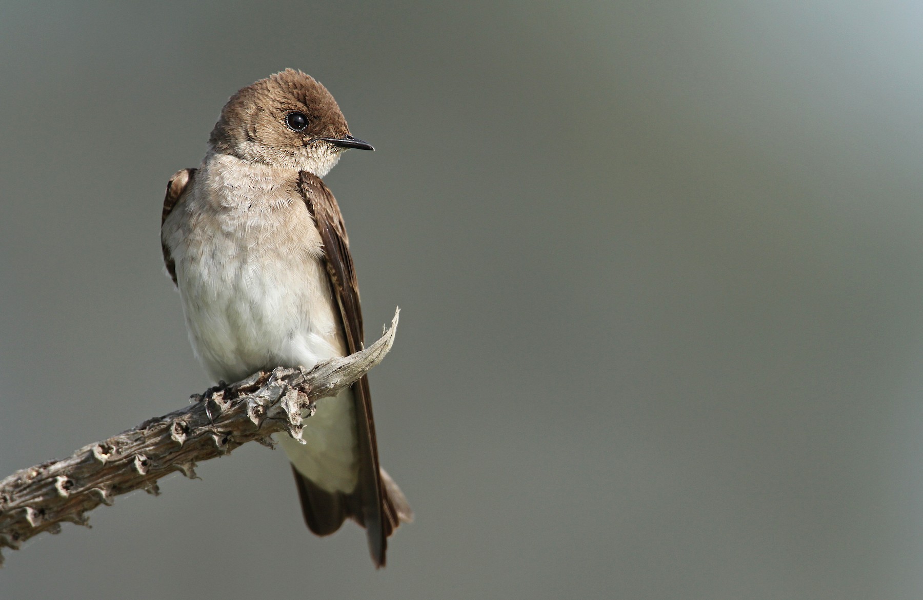 Northern Rough-winged Swallow - Luke Seitz