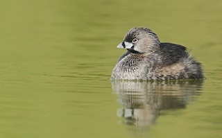 Pied-billed Grebe