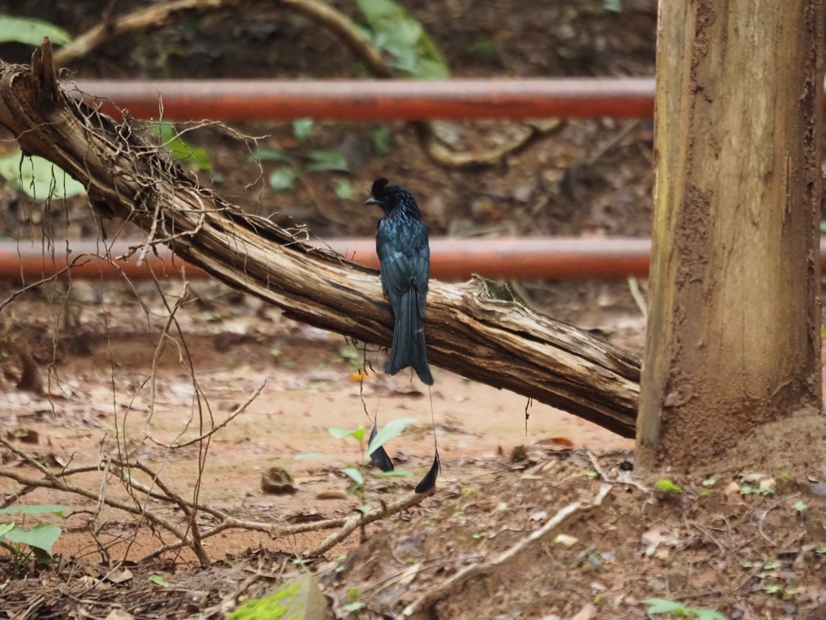 Greater Racket-tailed Drongo - ML609823233