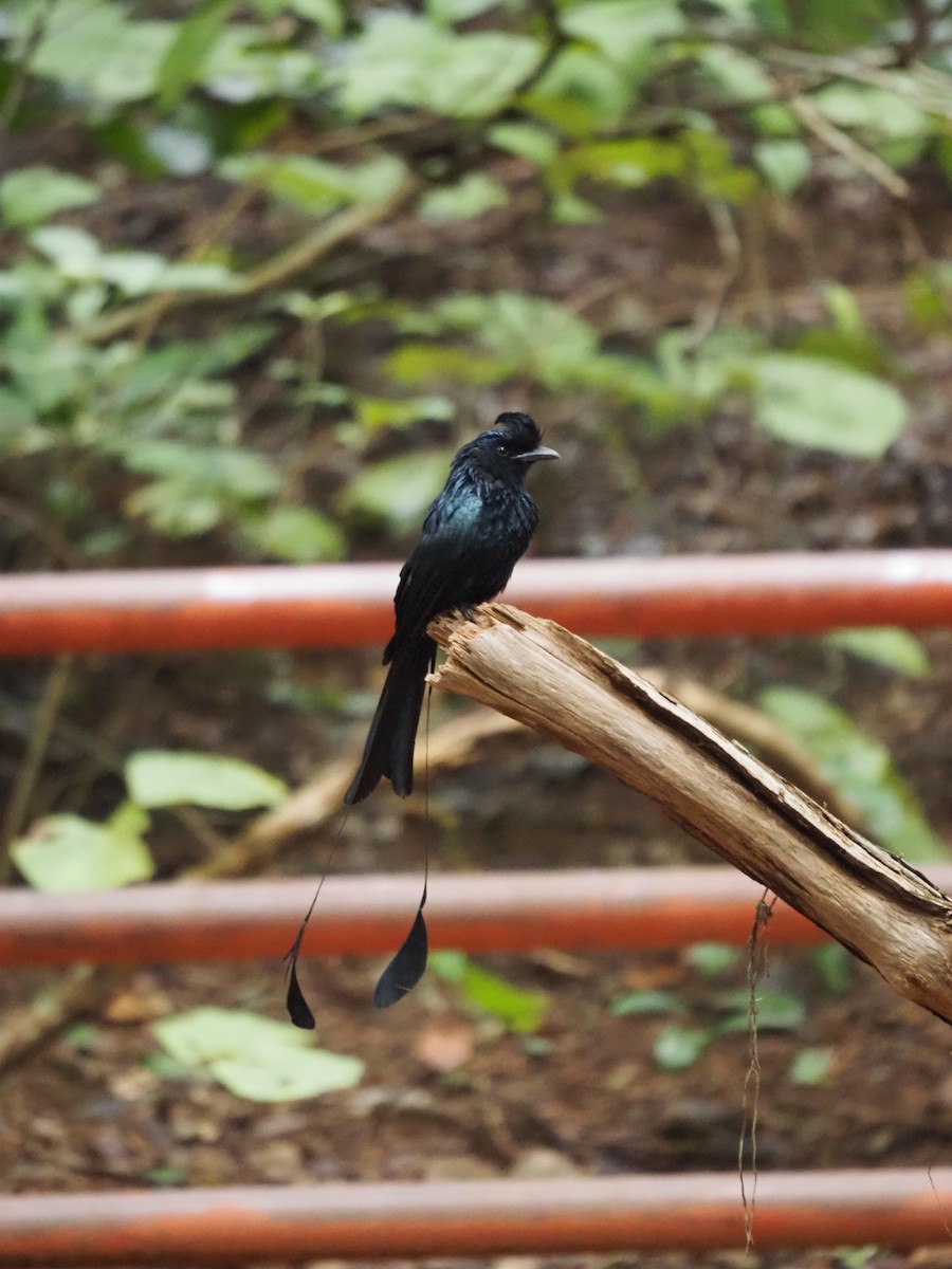 Greater Racket-tailed Drongo - ML609823236