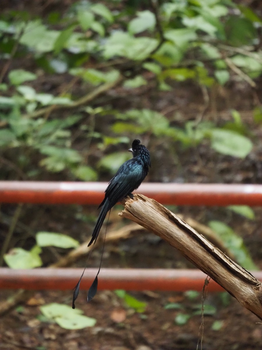 Greater Racket-tailed Drongo - ML609823239