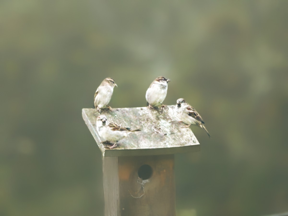 eBird Checklist 11 Oct 2023 Peterson Farm, Falmouth 29 species