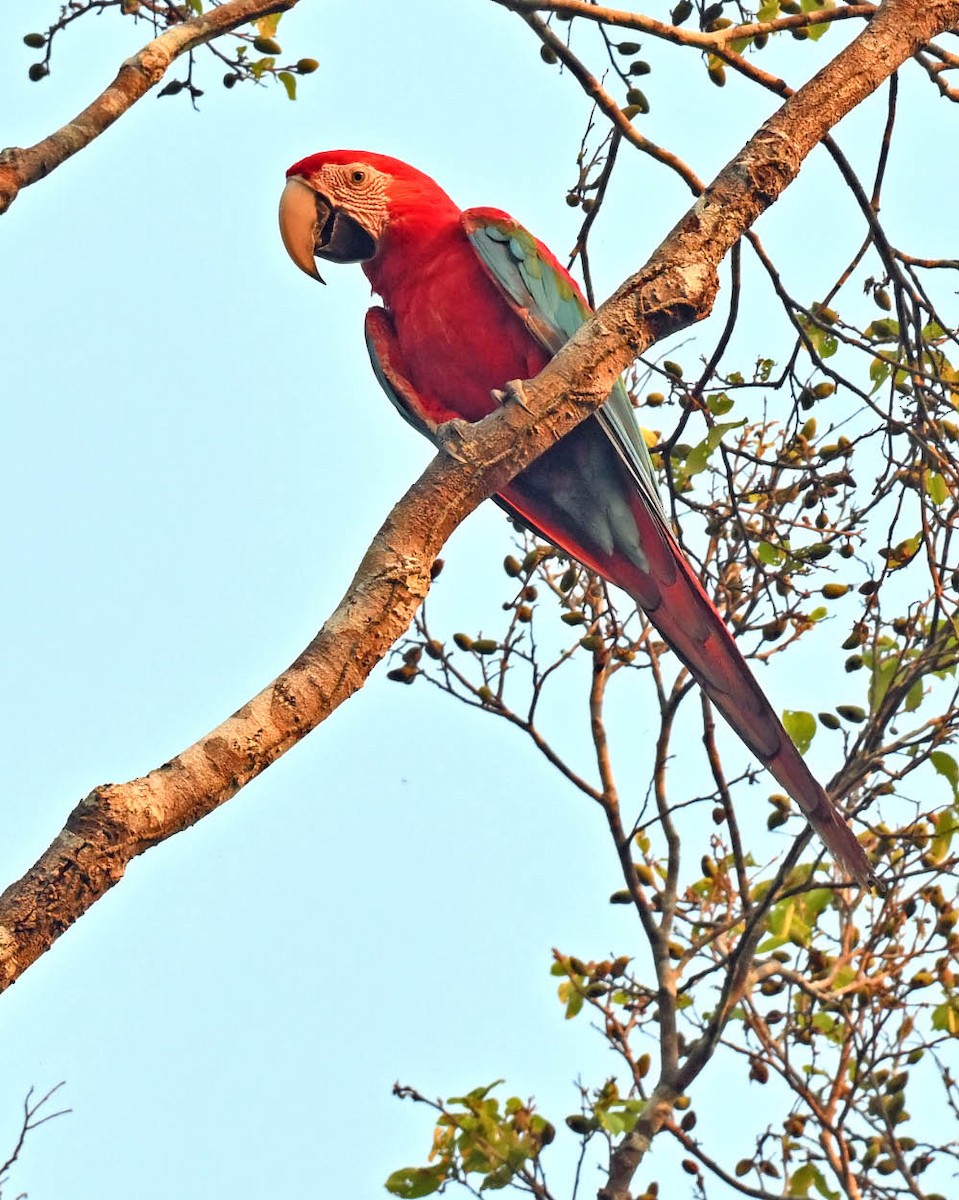 Red-and-green Macaw - ML609824048