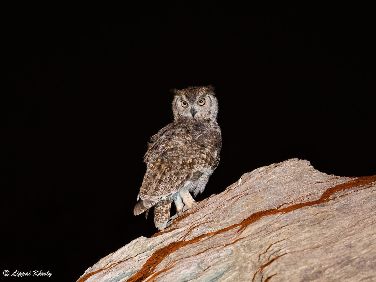 Arabian Eagle-Owl - ML609824277
