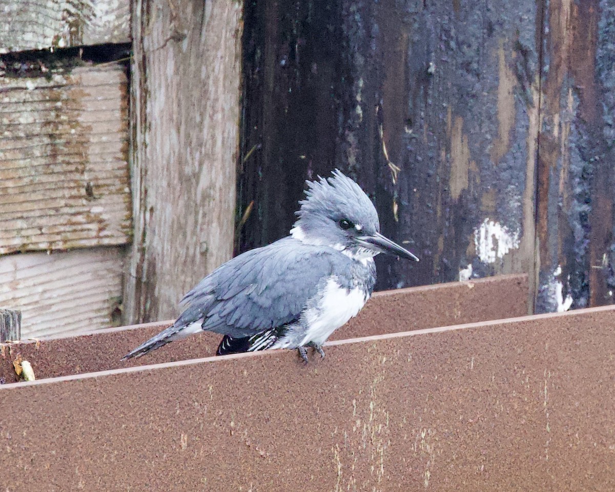 Belted Kingfisher - ML609824294