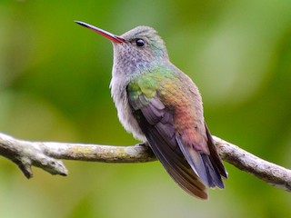Weibchen - Marcos Eugênio Birding Guide - ML609824455