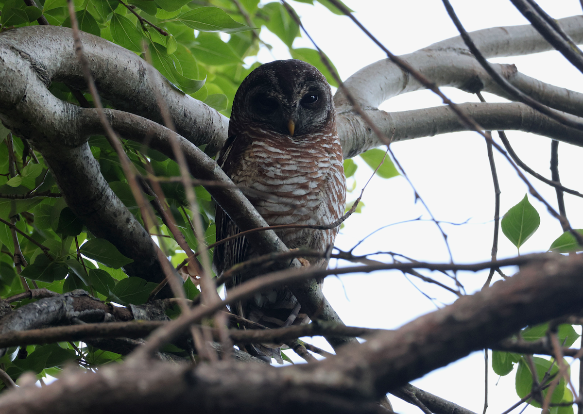 African Wood-Owl - ML609824732