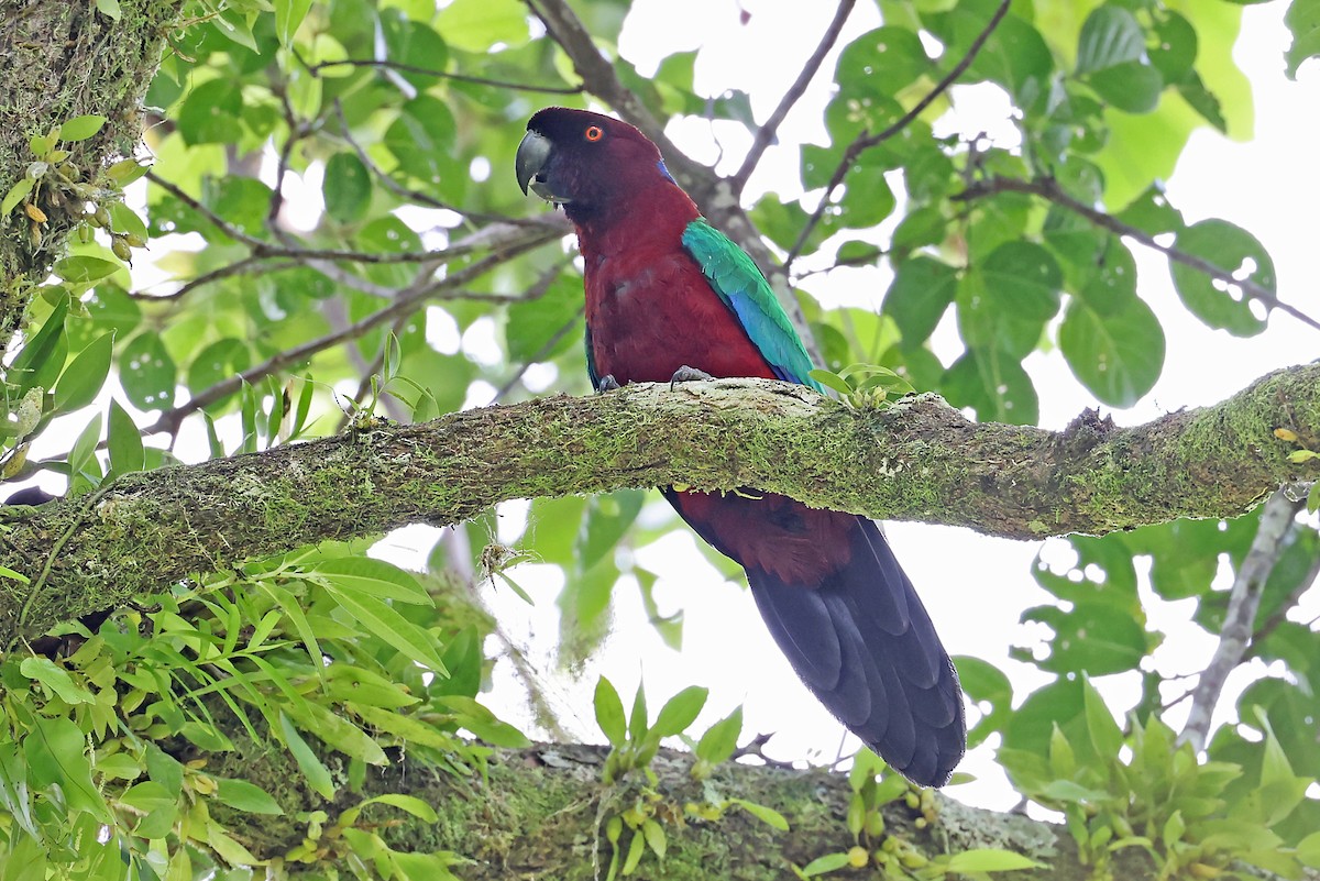 Red Shining-Parrot - ML609824825