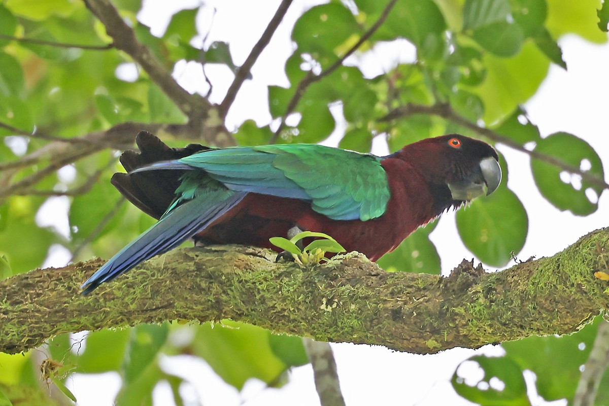 Red Shining-Parrot - ML609824826