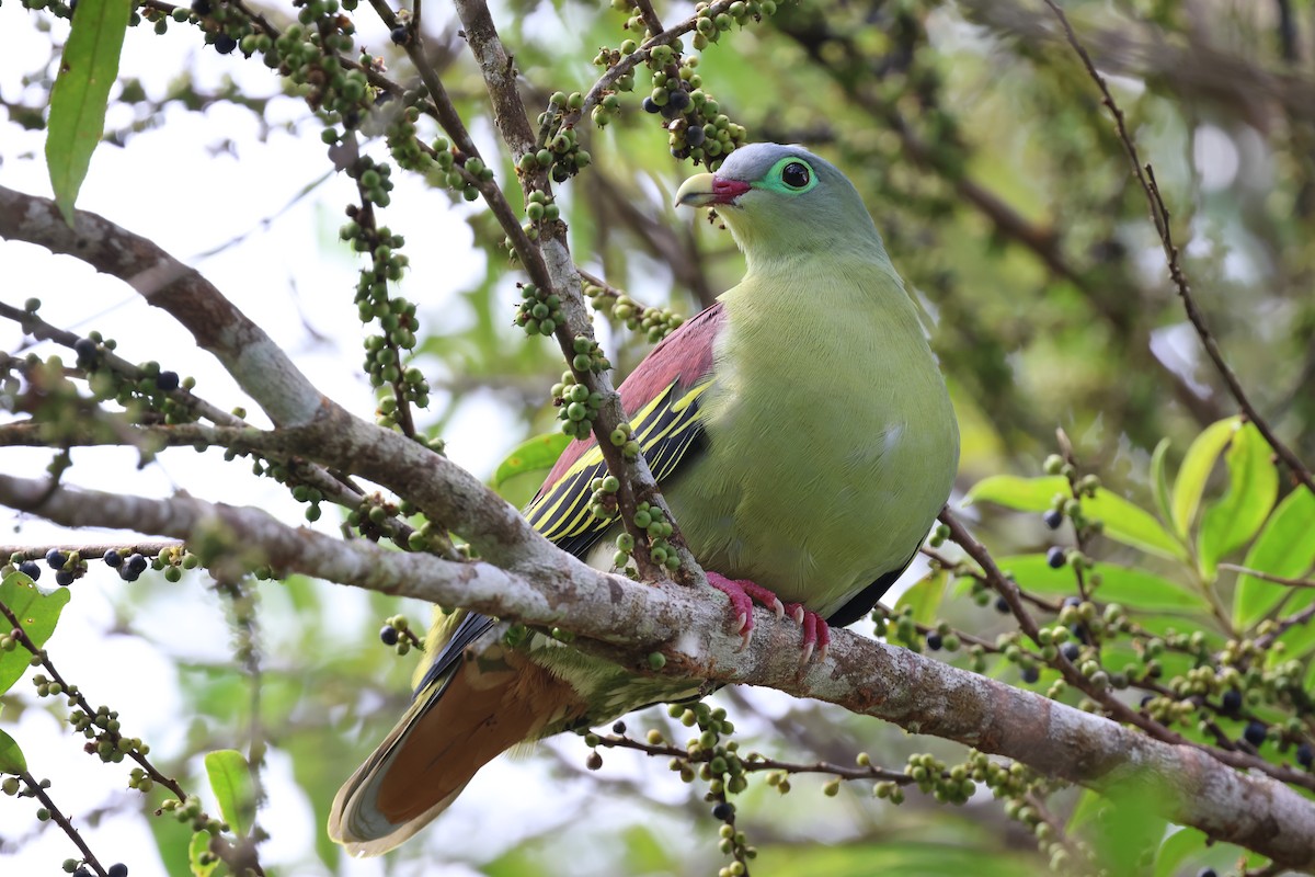 Thick-billed Green-Pigeon - ML609824978