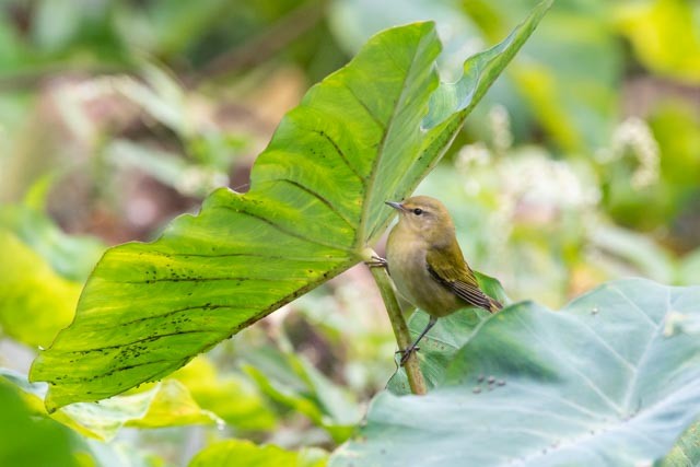Tennessee Warbler - Marlo Hill