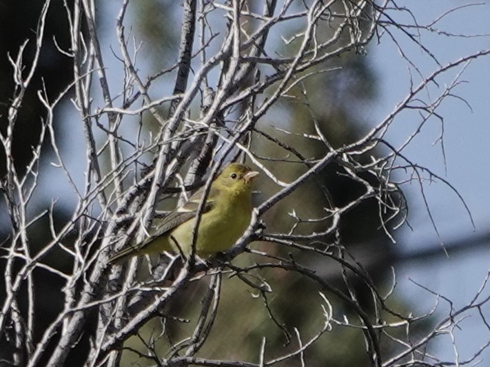 Western Tanager - ML609826034