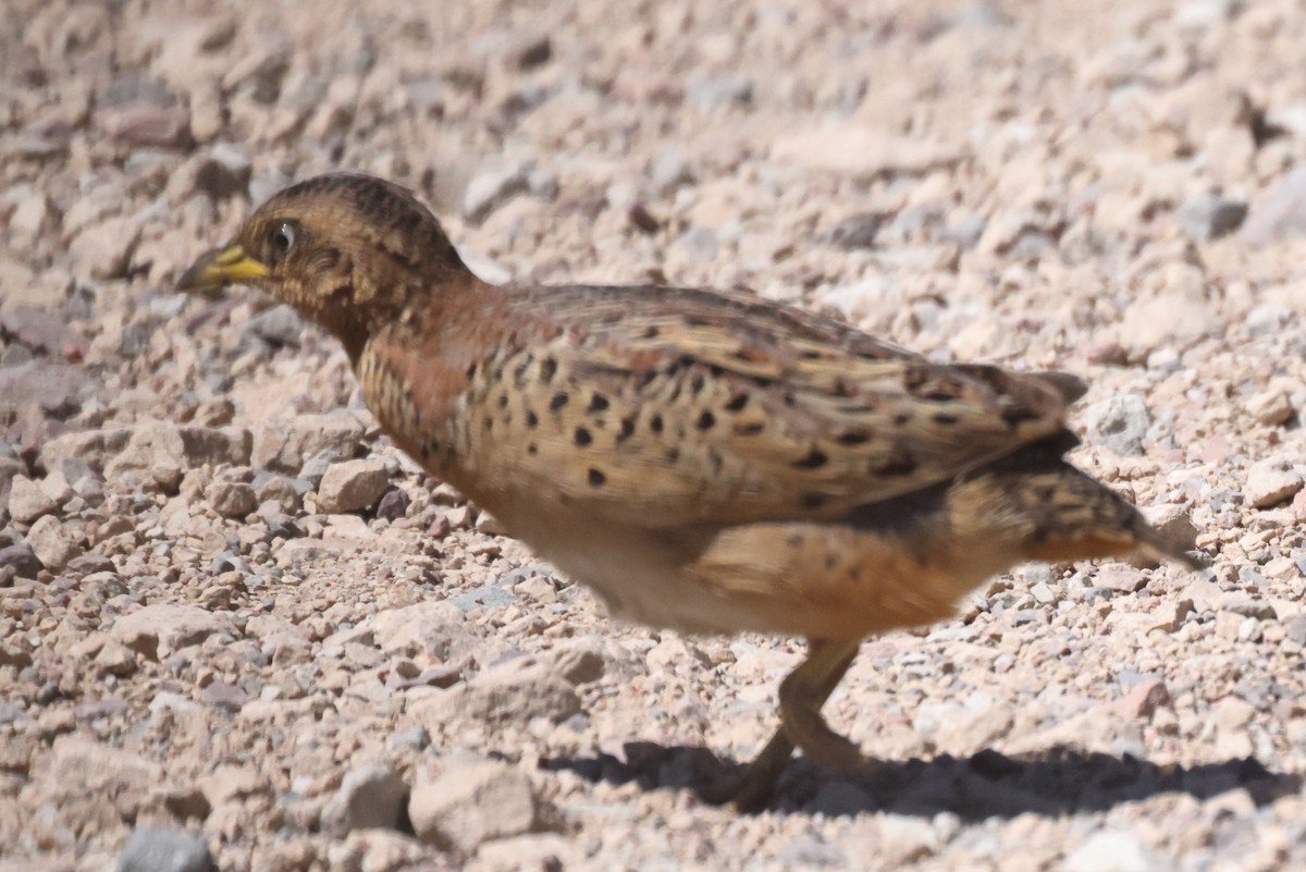 Red-backed Buttonquail - ML609826099
