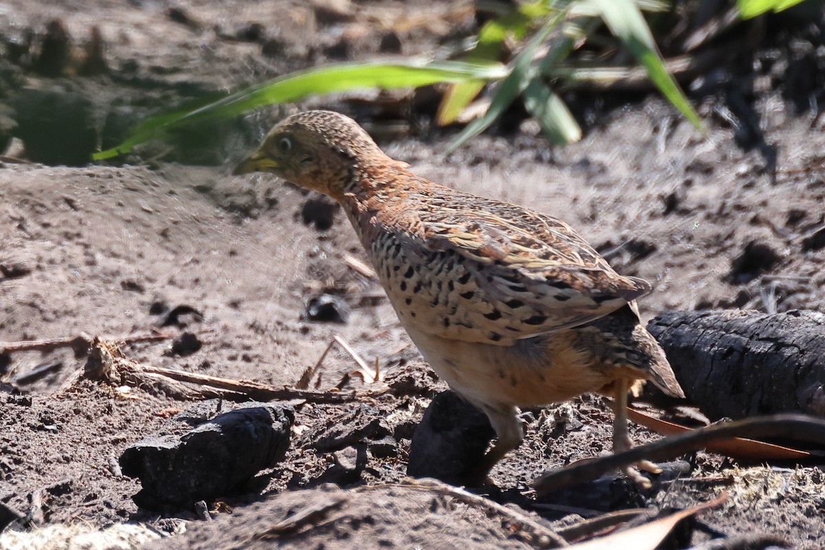 Red-backed Buttonquail - ML609826100