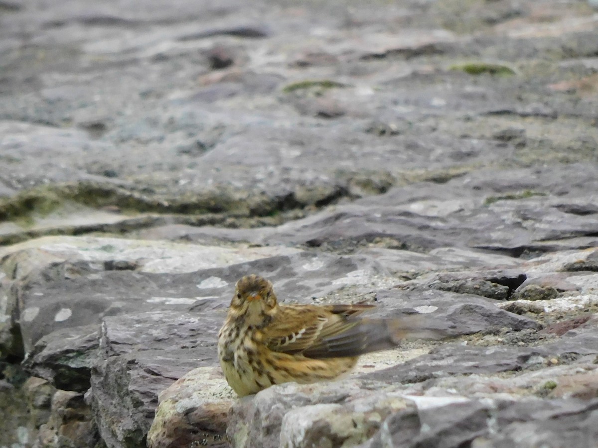 Meadow Pipit - ML609826116