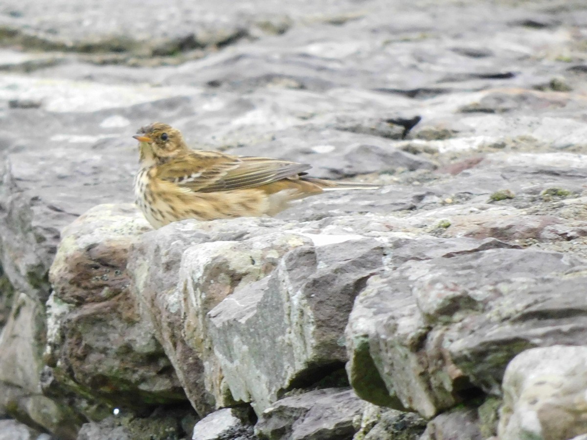 Meadow Pipit - ML609826117