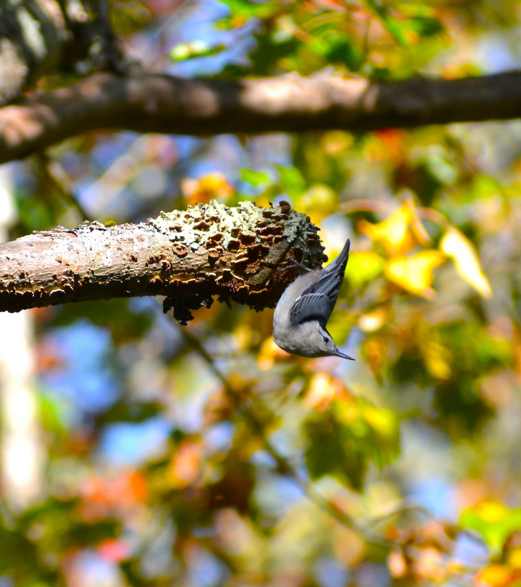 White-breasted Nuthatch - ML609826847