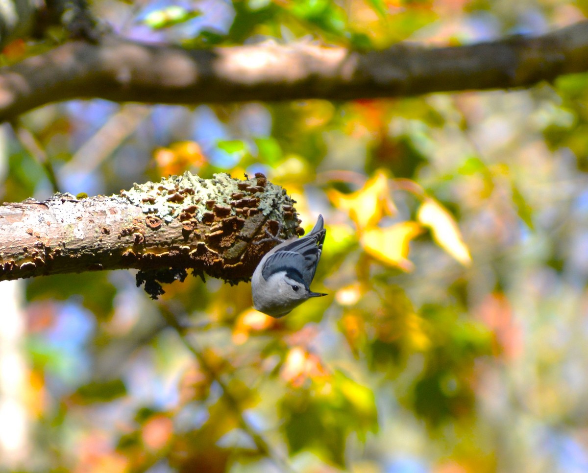 White-breasted Nuthatch - ML609826848