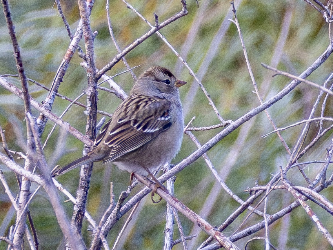White-crowned Sparrow - ML609826919