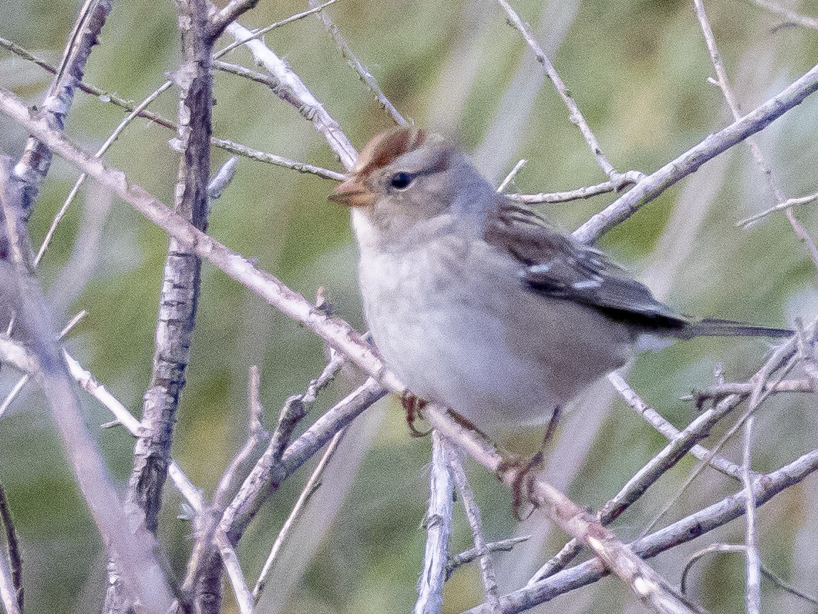 White-crowned Sparrow - ML609826920