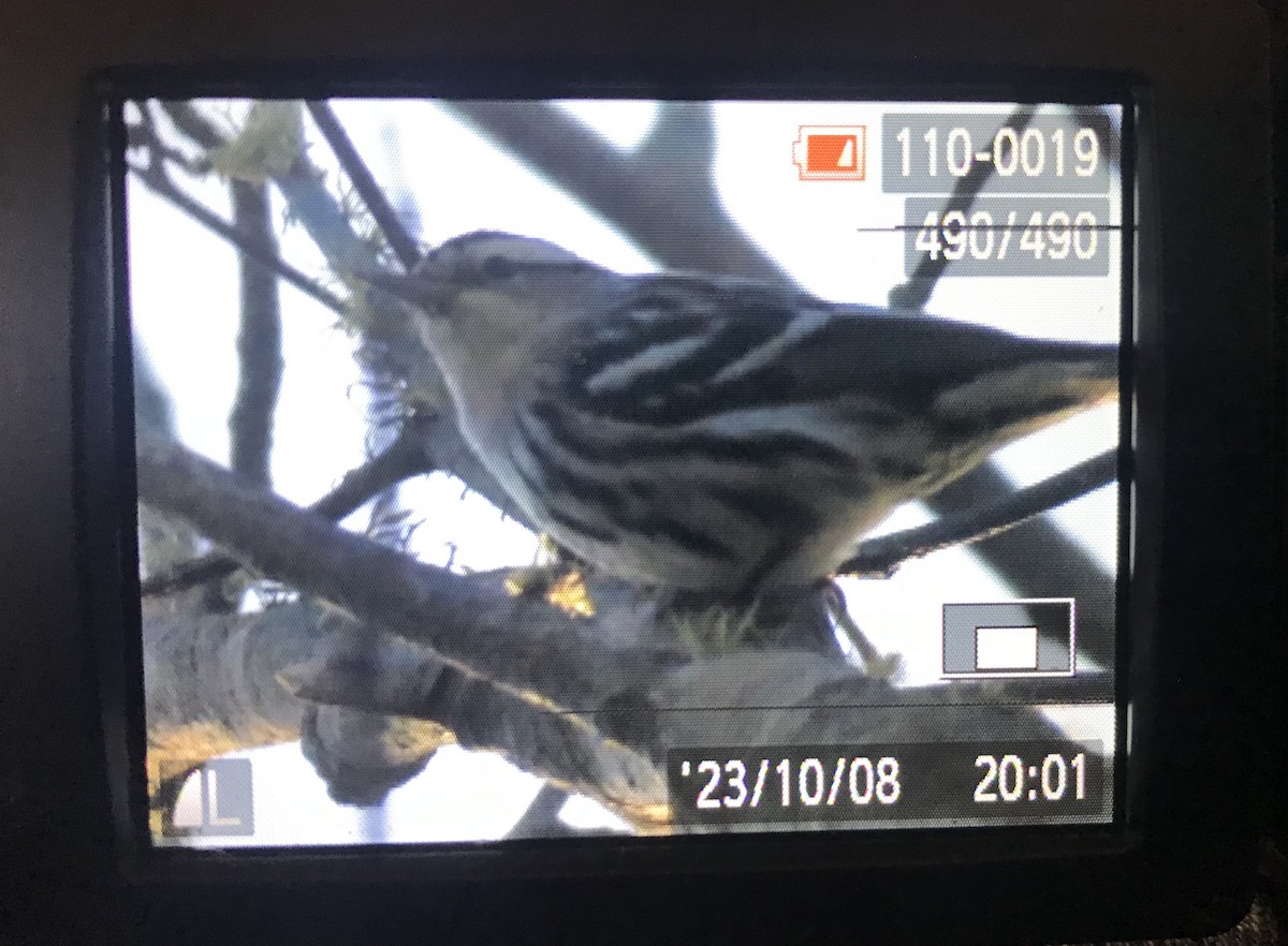 Black-and-white Warbler - ML609827013