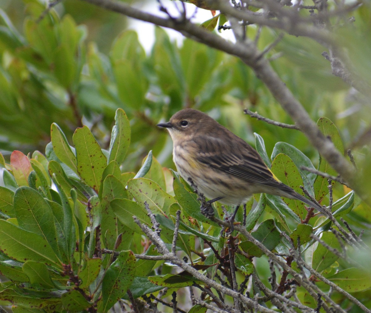 Yellow-rumped Warbler - Steve Gilchrist
