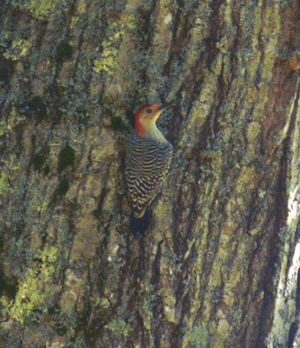 Red-bellied Woodpecker - ML609827123