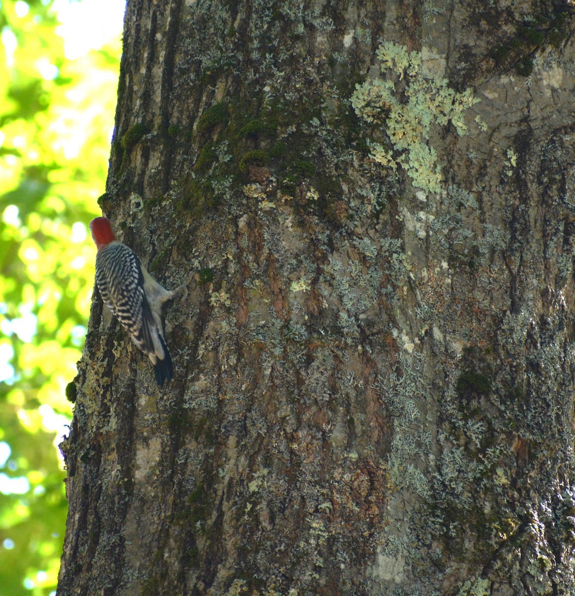 Red-bellied Woodpecker - ML609827124