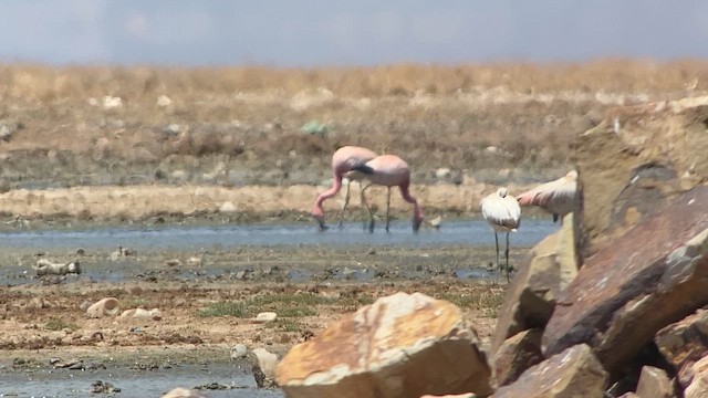 Andean Flamingo - ML609827216