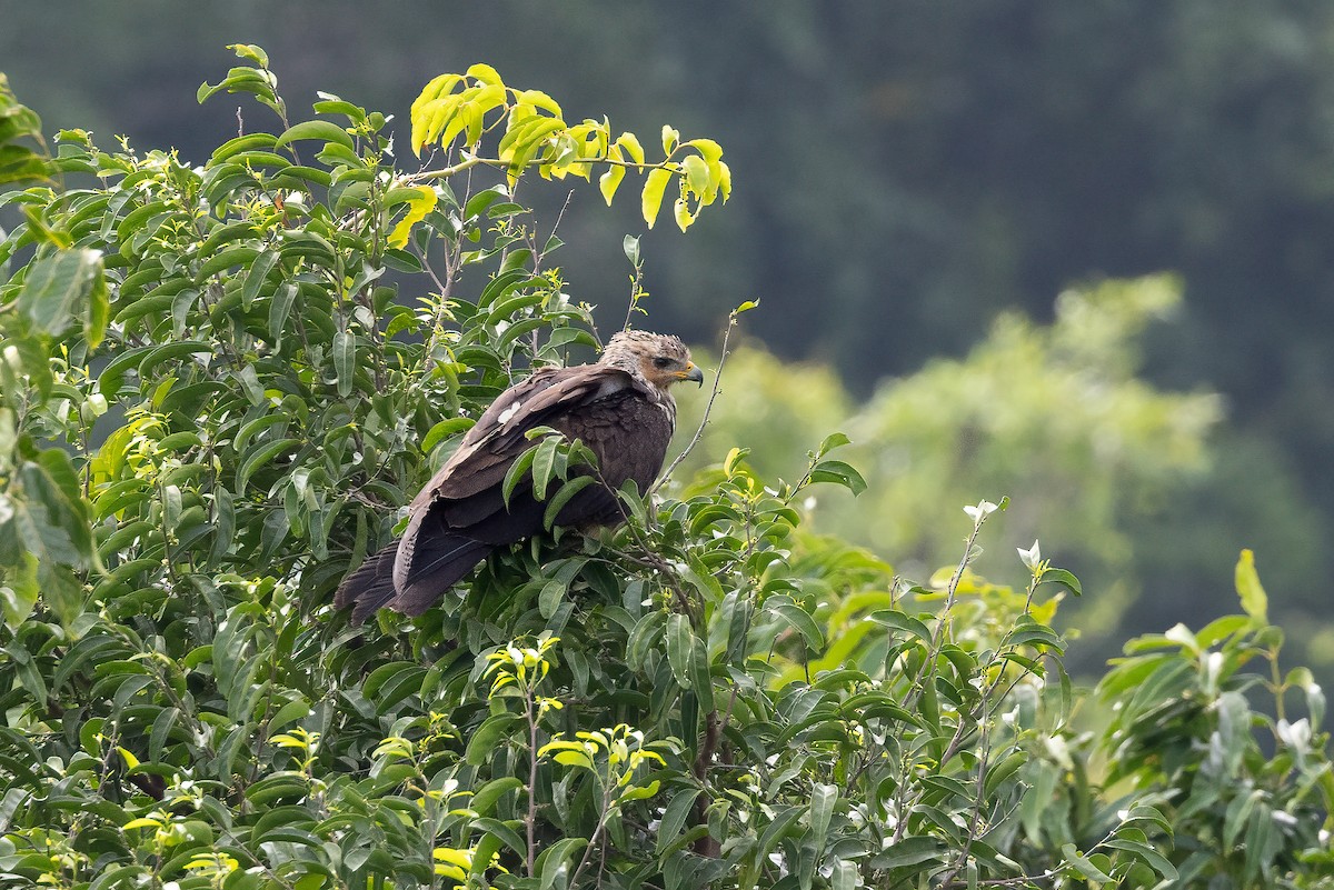 Sulawesi Honey-buzzard - ML609827400