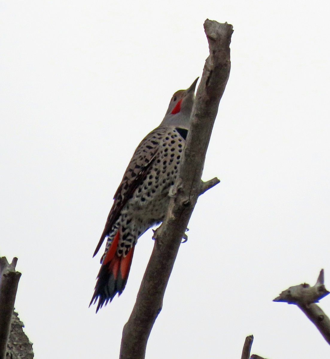 Northern Flicker (Red-shafted) - ML609827800