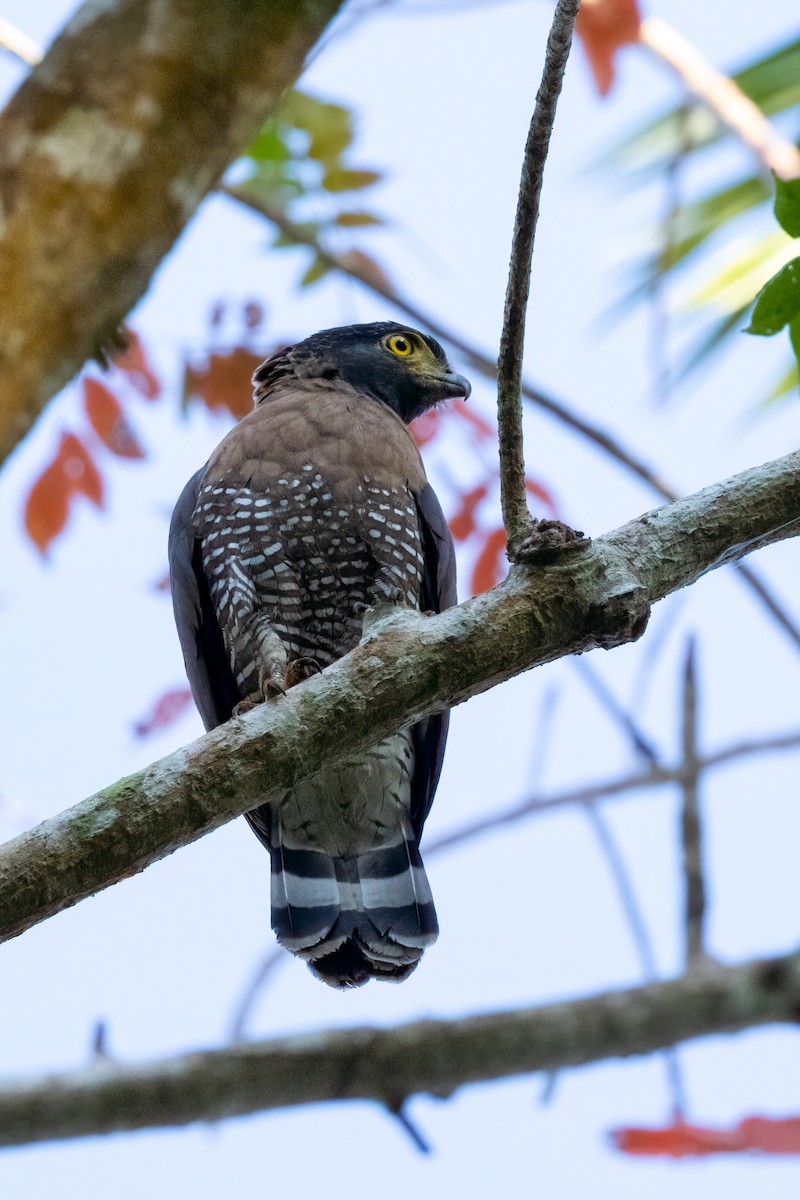 Sulawesi Serpent-Eagle - Frank Rietkerk