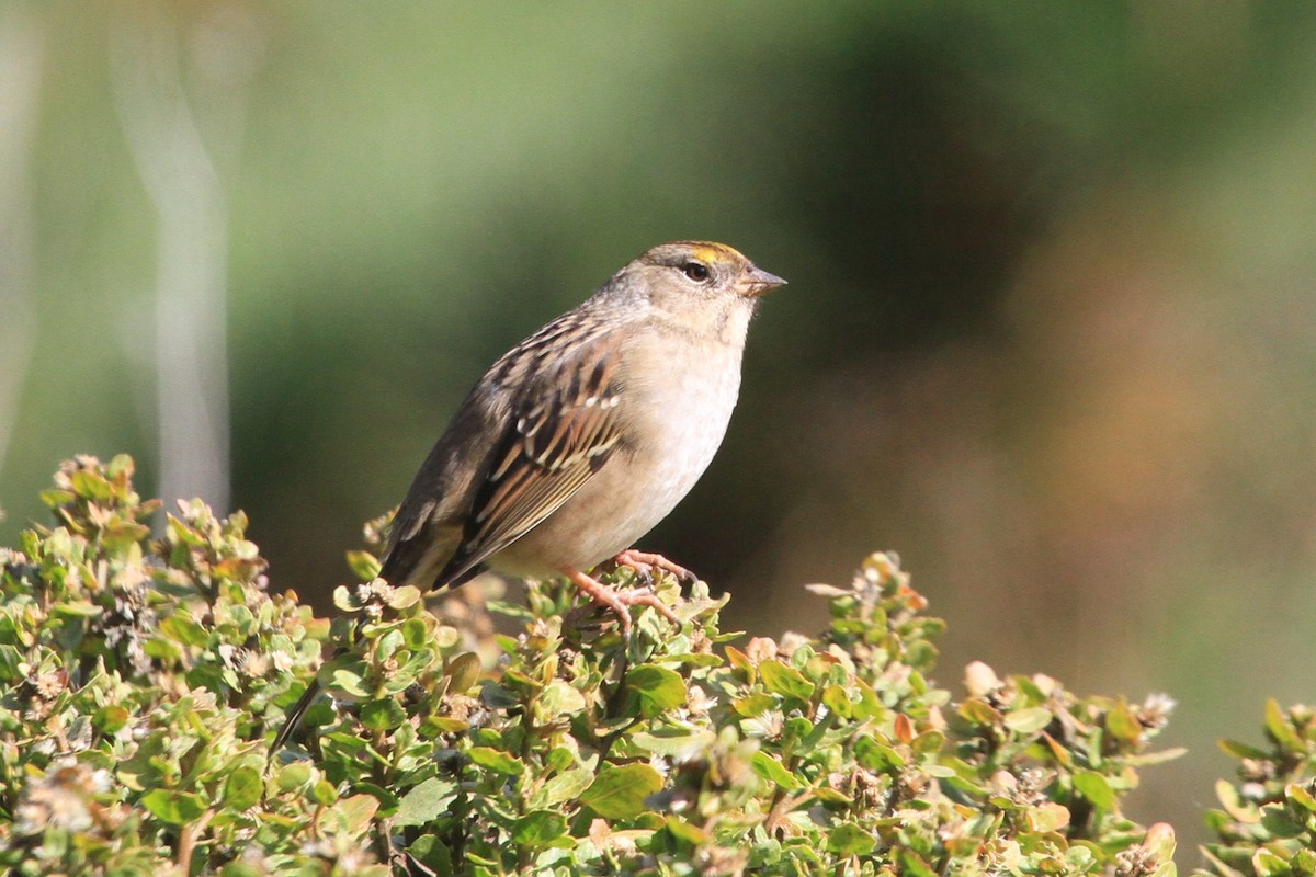 Golden-crowned Sparrow - ML609828105