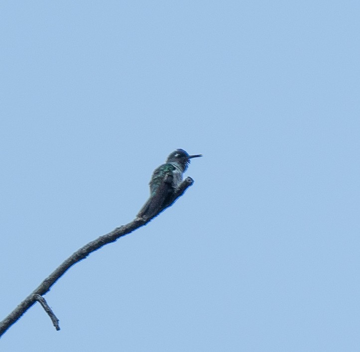 Violet-headed Hummingbird - ML609828316