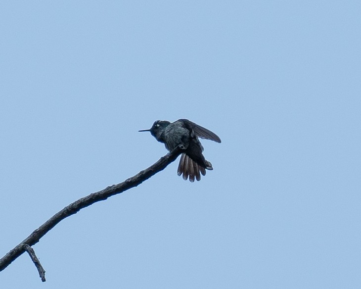Violet-headed Hummingbird - ML609828317