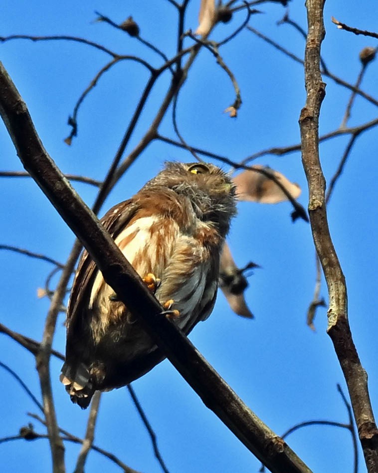 Amazonian Pygmy-Owl - ML609828976