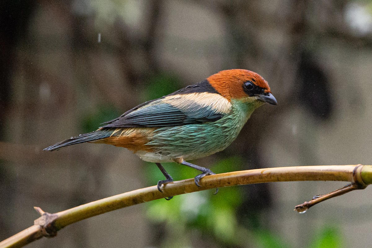 Black-backed Tanager - ML609829060