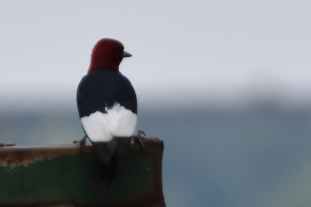 Red-headed Woodpecker - ML609829256
