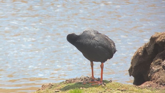 Giant Coot - ML609829422