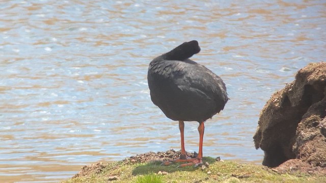 Giant Coot - ML609829423