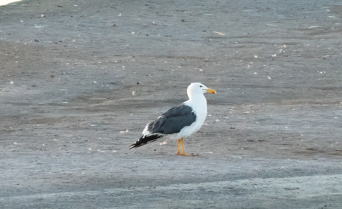 Yellow-footed Gull - ML609829660