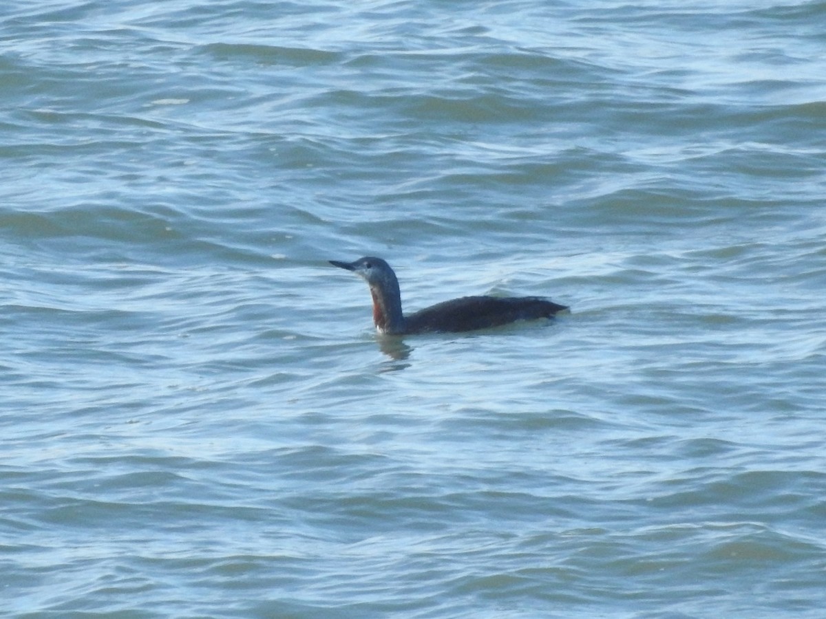 Red-throated Loon - ML609830354