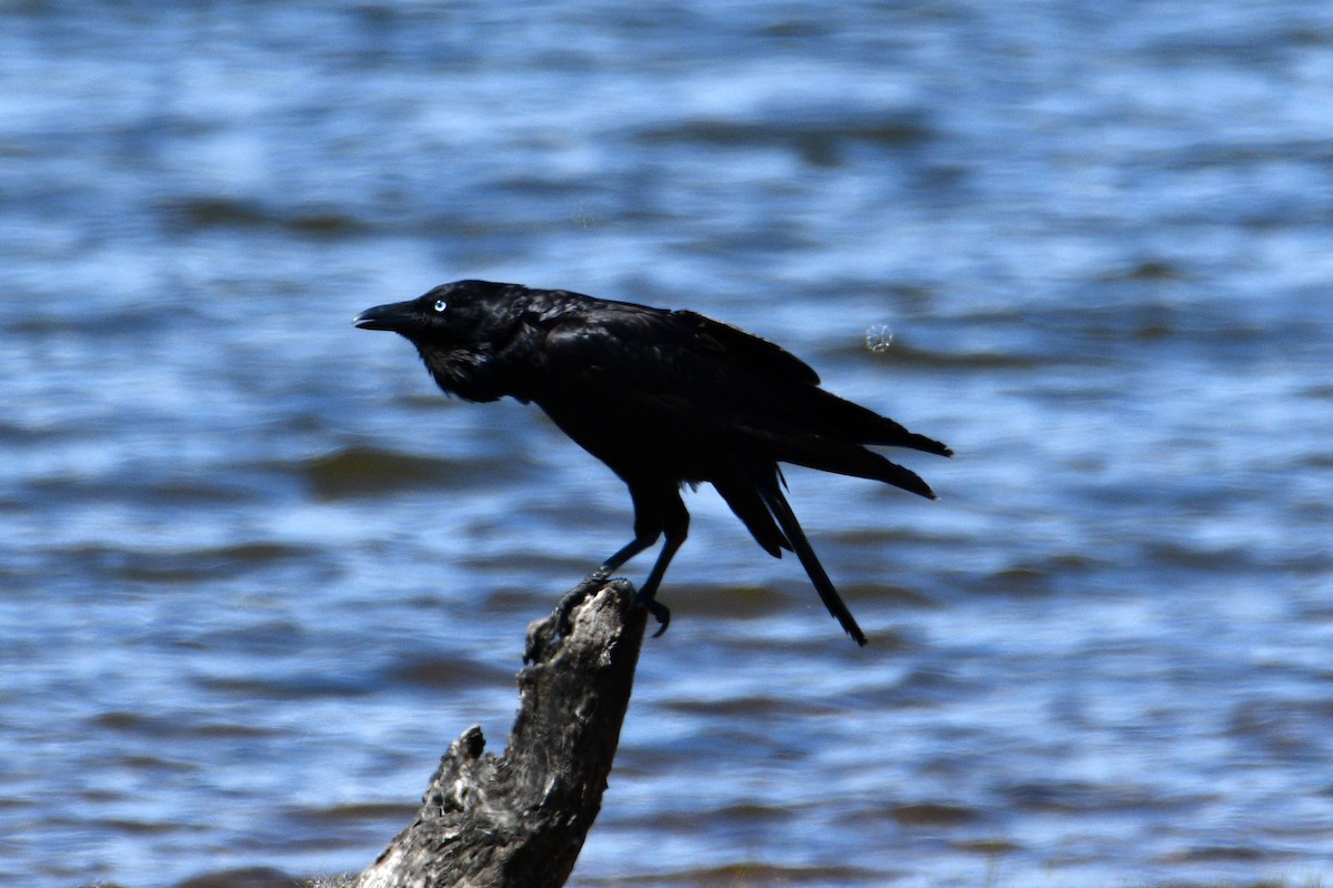Australian Raven - ML609830382