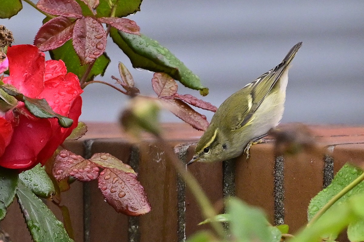 Yellow-browed Warbler - ML609830712
